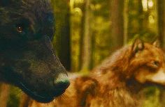 Featured image of post Twilight Wolves Gifs